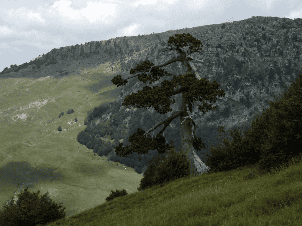 Pino Loricato millenario aggrappato alla roccia tra Serra delle Ciavole e Serra di Crispo, Pollino