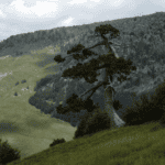 Pino Loricato millenario aggrappato alla roccia tra Serra delle Ciavole e Serra di Crispo, Pollino