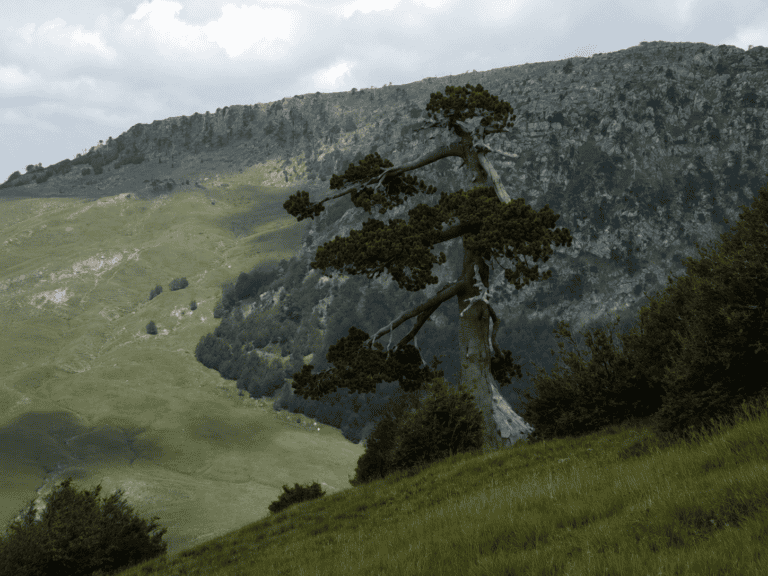 Pino Loricato millenario aggrappato alla roccia tra Serra delle Ciavole e Serra di Crispo, Pollino